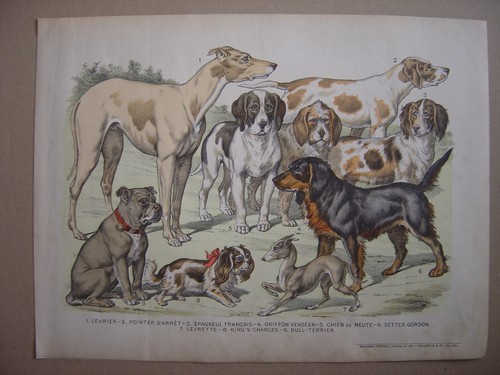 Image épinal entoilée - image, race