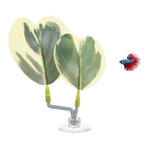 Feuille repos pour betta - repos,