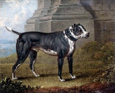 Oil painting animal dog in landscape Bull-Terrier-Charles-Towne handmade canvas