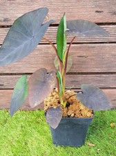 COLOCASIA Esculenta Black