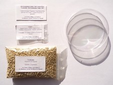 Kit Germination Cataire - DIY