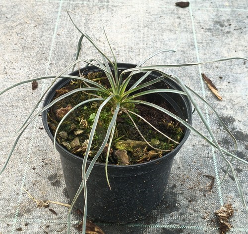 Yucca elata arbre à - /,
