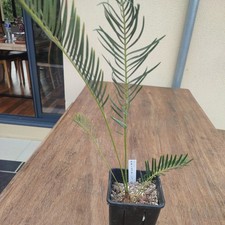 Encephalartos Friderici