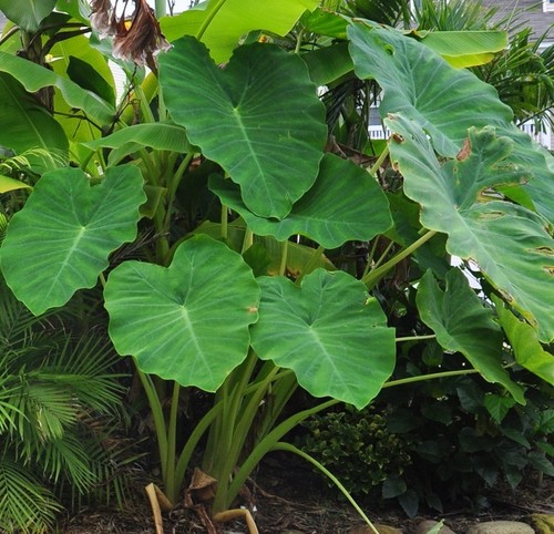 Pot decolocasia esculenta - 1,