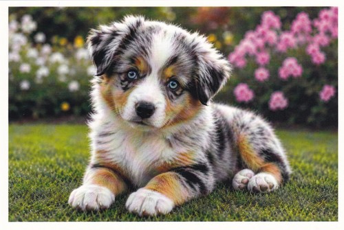 Carte postale chiot berger - 🦬carte,