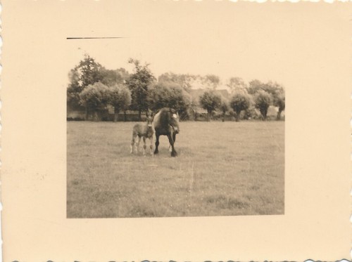 Snapshot cheval dans prairie