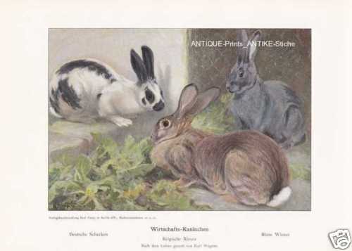 Lapin bleu wiener - lapin,