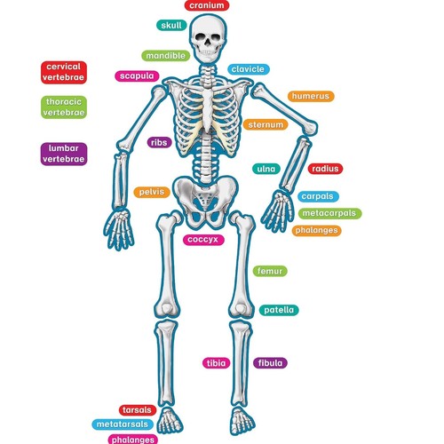 Teacher created resources - teacher,
