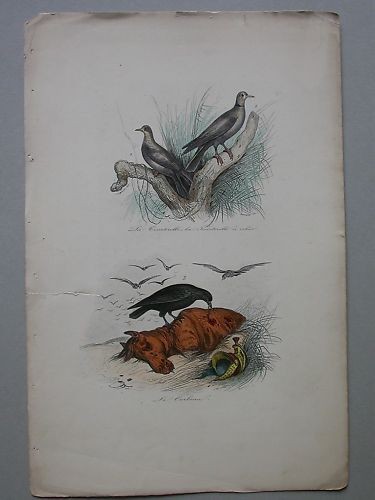 Gravure tourterelle corbeau - gravure,