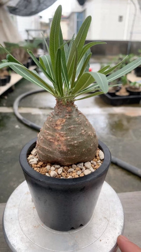 Pachypodium gracilius can - gracilius, lift