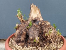 Bonsaï olivastre 42 x 18 cm