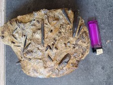 Rostre de Bélemnite  fossile 