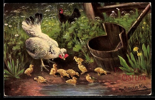 Poulet avec tas poussins - poulet,