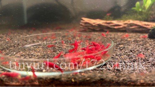 Crevettes rouges bloody - 10,