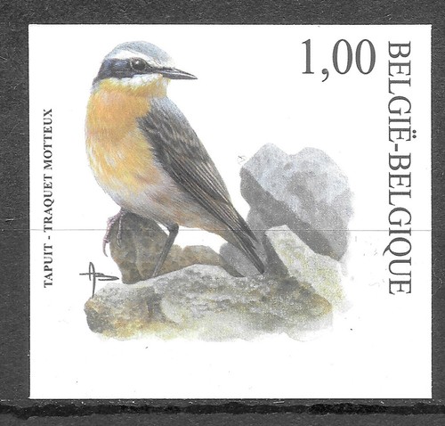 Belgique oiseaux buzin traquet - belgique,