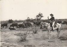 CPSM MANADE DE TAUREAUX