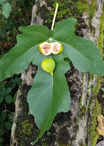 Ficus carica lusignan - ficus, /