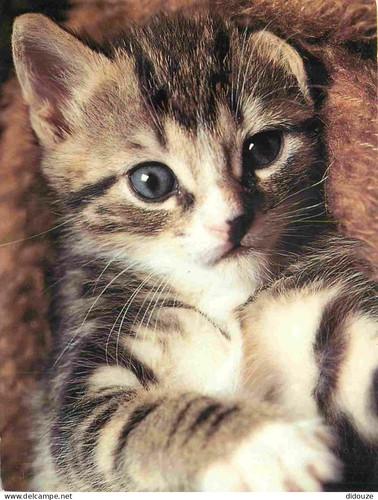 Carte postale animaux - postale,