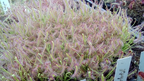 Lots plantes carnivores