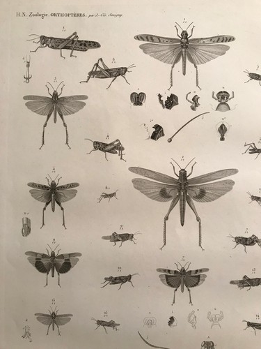 Gravure description egypte - gravure,