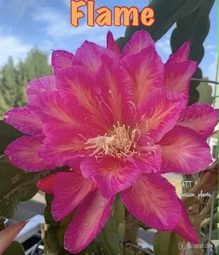 Rare epiphyllum flame cutting - flame,
