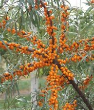 Argousier Botaniczeskaja