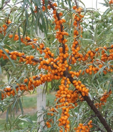 Argousier botaniczeskaja - argousier,