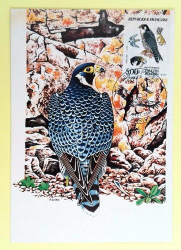 Rapace faucon pelerin - rapace, le