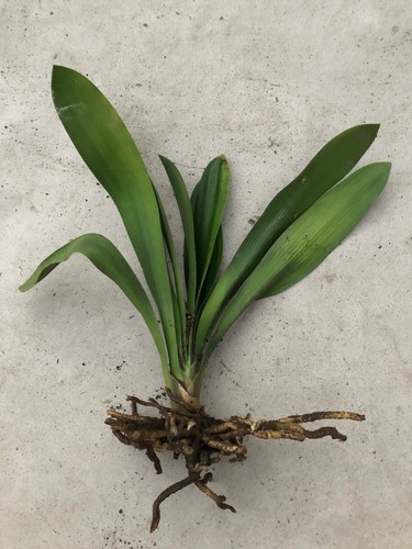 Clivia miniata bush lily - miniata,
