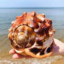 12-14CM Natürliche Gros