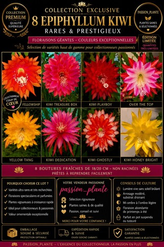 Superbe lot epiphyllum - de, 8