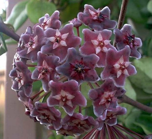 Hoya pubycalix red buttons - hoya,