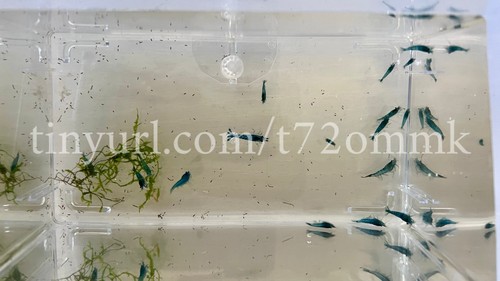 Lot crevettes bleue - 1, de