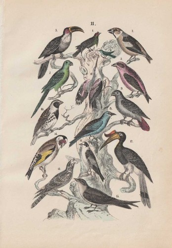 Oiseau paradis chardonneret - oiseau, de