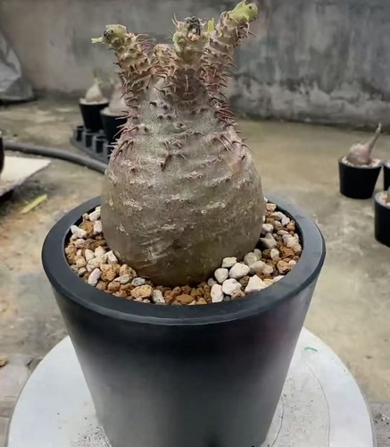 Pachypodium rosulatum
