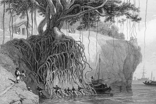Indes racines un banyan - -,