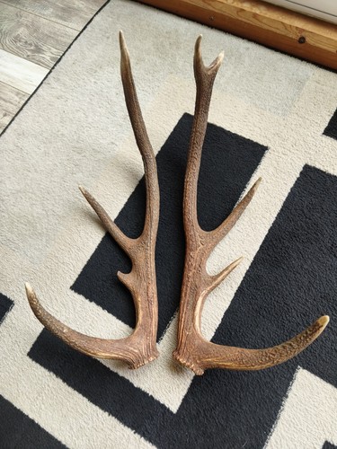 Paire bois cerf - paire, de
