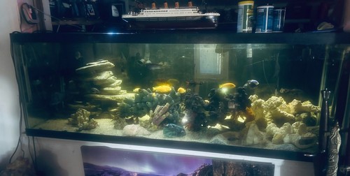 Fish aquarium 180 gallon - aquarium,