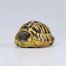 ANIMAL HEAVENLY BODY Laugh&Grow Fat Turtle ‌XXII T.h. Boettgeri Resin Figure Toy