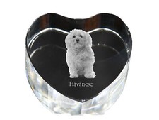Havaneser, Bichon Havanais, Bichón Habanero - Hundebild En Cristal, Kristallher