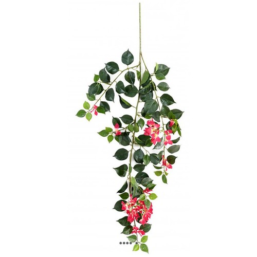 Branche bougainvillier - branche,
