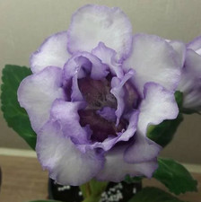 Gloxinia Snow Queen.1- Feuille