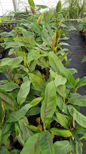 Musa sikkimensis red tiger - 'red, tiger'