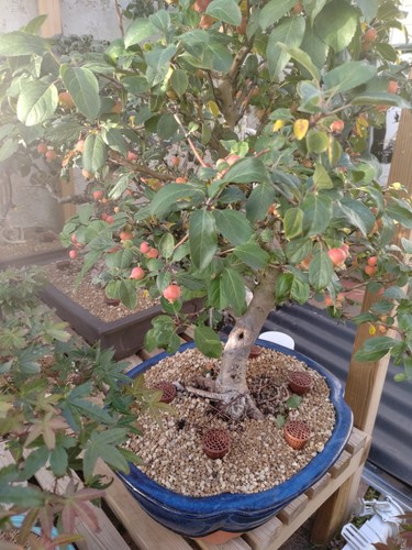 Bonsaï vert pot avec - bonsaï,
