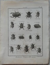 Scarabé - GRAVURE 18e