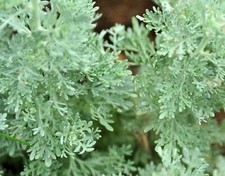 1000 Graines d'Absinthe