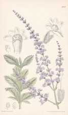 Perovskia Atriplicifolia Tibet botany flower botany lithograph Curtis 8441