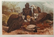 Vautours gypaètes oiseaux