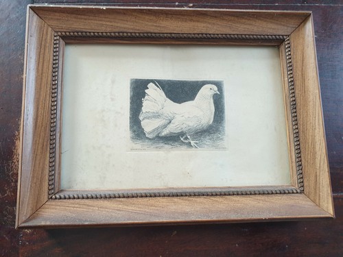 Gravure ancienne pigeon par - pigeon, j