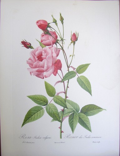 Redoute rosier des - redoute, indes
